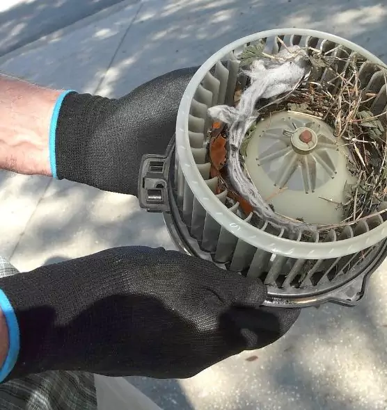 About Air Duct Mice Removal in West Melbourne, FL